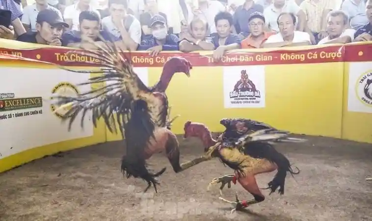 Khám Phá Những Bí Mật Đá Gà Nova88 Khiến Bạn Ngạc Nhiên 1 Cá cược đá gà trực tuyến hấp dẫn tại Nova88