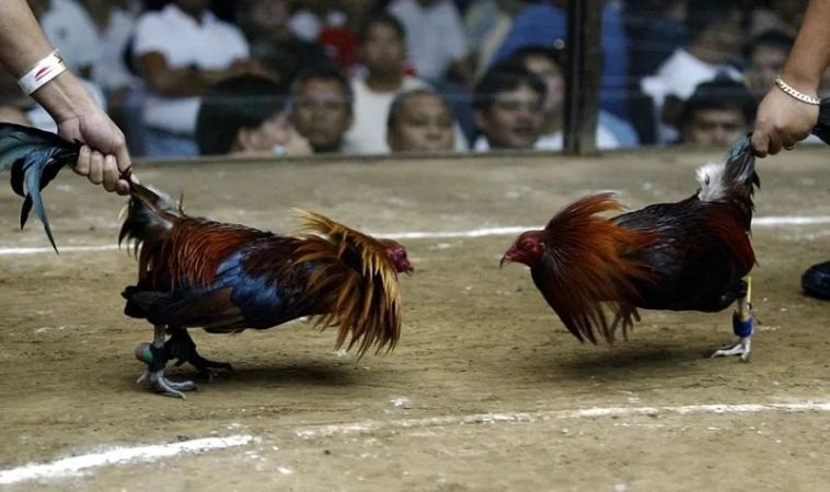 Khám Phá Những Bí Mật Đá Gà Nova88 Khiến Bạn Ngạc Nhiên 2 Kinh nghiệm dự đoán cá cược đá gà Nova88 hiệu quả